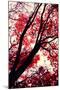 Fall Japanese Maples, Oakland-Vincent James-Mounted Photographic Print