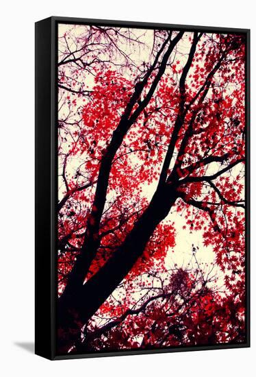 Fall Japanese Maples, Oakland-Vincent James-Framed Stretched Canvas