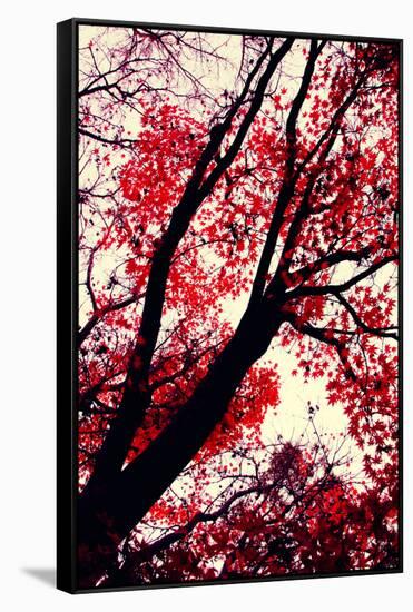 Fall Japanese Maples, Oakland-Vincent James-Framed Stretched Canvas