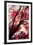 Fall Japanese Maples, Oakland-Vincent James-Framed Photographic Print