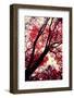 Fall Japanese Maples, Oakland-Vincent James-Framed Photographic Print