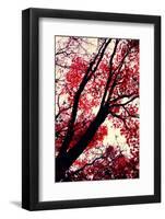 Fall Japanese Maples, Oakland-Vincent James-Framed Photographic Print