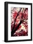 Fall Japanese Maples, Oakland-Vincent James-Framed Photographic Print