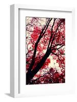 Fall Japanese Maples, Oakland-Vincent James-Framed Photographic Print