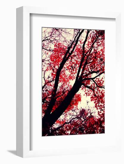 Fall Japanese Maples, Oakland-Vincent James-Framed Photographic Print