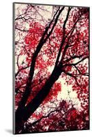 Fall Japanese Maples, Oakland-Vincent James-Mounted Photographic Print