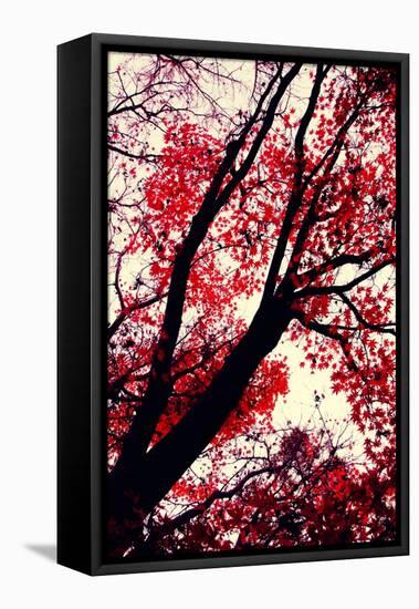 Fall Japanese Maples, Oakland-Vincent James-Framed Stretched Canvas