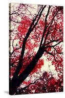 Fall Japanese Maples, Oakland-Vincent James-Stretched Canvas