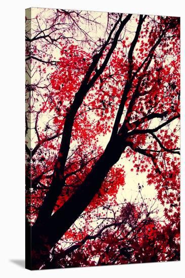 Fall Japanese Maples, Oakland-Vincent James-Stretched Canvas