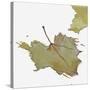 Fall Leaf 2-Karen Williams-Stretched Canvas