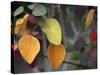 Fall Leaf Bouquet-Nicole Katano-Stretched Canvas