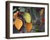 Fall Leaf Bouquet-Nicole Katano-Framed Photo