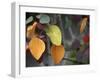 Fall Leaf Bouquet-Nicole Katano-Framed Photo