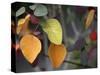 Fall Leaf Bouquet-Nicole Katano-Stretched Canvas