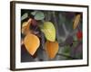 Fall Leaf Bouquet-Nicole Katano-Framed Photo