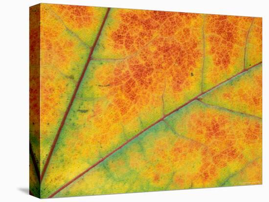 Fall Leaf Detail, Washington, USA-null-Stretched Canvas