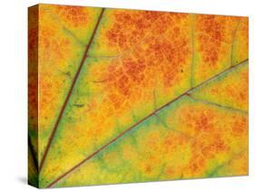 Fall Leaf Detail, Washington, USA-null-Stretched Canvas