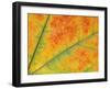 Fall Leaf Detail, Washington, USA-null-Framed Photographic Print