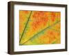 Fall Leaf Detail, Washington, USA-null-Framed Photographic Print