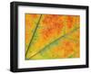 Fall Leaf Detail, Washington, USA-null-Framed Photographic Print