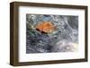 Fall Leaf Drifting Away-null-Framed Art Print