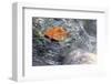 Fall Leaf Drifting Away-null-Framed Art Print