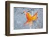 Fall Leaf in a Frozen Stream-Craig Tuttle-Framed Photographic Print