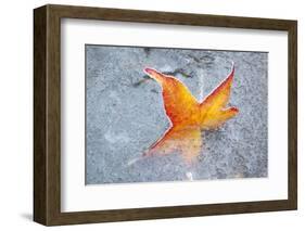 Fall Leaf in a Frozen Stream-Craig Tuttle-Framed Photographic Print