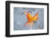 Fall Leaf in a Frozen Stream-Craig Tuttle-Framed Photographic Print