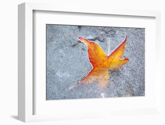 Fall Leaf in a Frozen Stream-Craig Tuttle-Framed Photographic Print