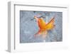 Fall Leaf in a Frozen Stream-Craig Tuttle-Framed Photographic Print