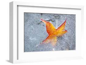 Fall Leaf in a Frozen Stream-Craig Tuttle-Framed Photographic Print