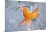 Fall Leaf in a Frozen Stream-Craig Tuttle-Mounted Photographic Print