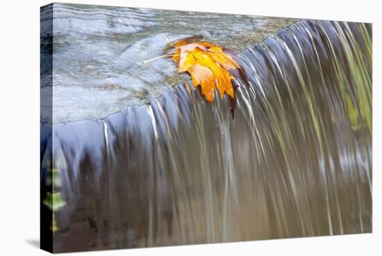 Fall Leaf on Top of a Waterfall-Craig Tuttle-Stretched Canvas