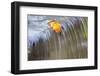 Fall Leaf on Top of a Waterfall-Craig Tuttle-Framed Photographic Print