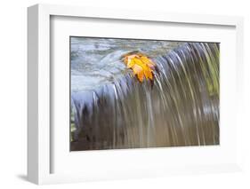 Fall Leaf on Top of a Waterfall-Craig Tuttle-Framed Photographic Print