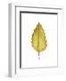 Fall Leaf Study I-Grace Popp-Framed Art Print