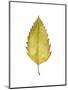 Fall Leaf Study I-Grace Popp-Mounted Art Print