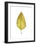 Fall Leaf Study I-Grace Popp-Framed Art Print