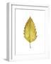 Fall Leaf Study I-Grace Popp-Framed Art Print