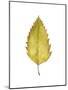 Fall Leaf Study I-Grace Popp-Mounted Art Print