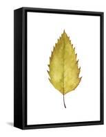 Fall Leaf Study I-Grace Popp-Framed Stretched Canvas