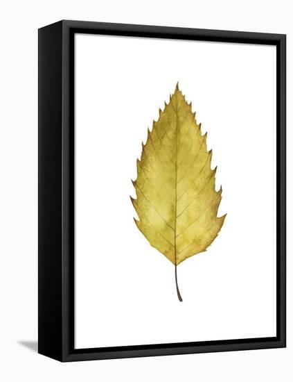 Fall Leaf Study I-Grace Popp-Framed Stretched Canvas