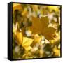 Fall Leaves 001-Tom Quartermaine-Framed Stretched Canvas