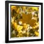 Fall Leaves 001-Tom Quartermaine-Framed Giclee Print