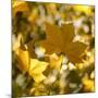 Fall Leaves 001-Tom Quartermaine-Mounted Giclee Print
