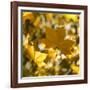 Fall Leaves 001-Tom Quartermaine-Framed Giclee Print