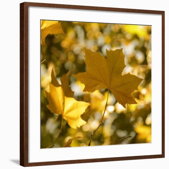 Fall Leaves 001-Tom Quartermaine-Framed Giclee Print