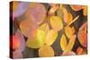 Fall Leaves 002-Tom Quartermaine-Stretched Canvas