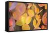 Fall Leaves 002-Tom Quartermaine-Framed Stretched Canvas